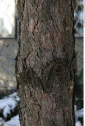 Tree Bark