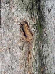 Tree Bark