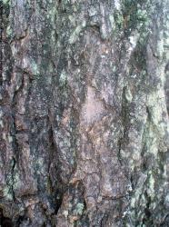 Tree Bark