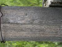 photo texture of wood bare 