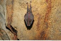 photo texture of background cave