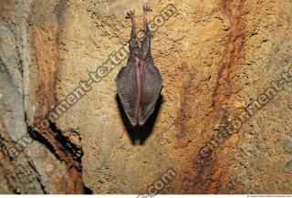 photo texture of background cave