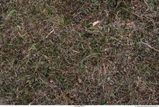 Photo Texture of Grass Dead