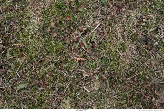 Photo Texture of Grass Dead