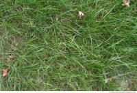 Photo Texture of Grass