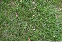 Photo Texture of Grass