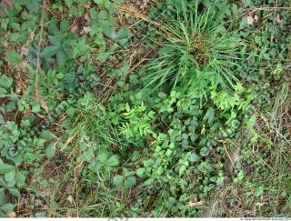 Photo Texture of Grass