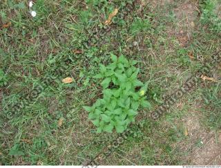 Photo Texture of Grass