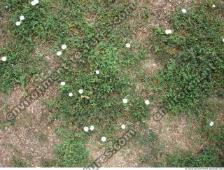 Photo Texture of Grass