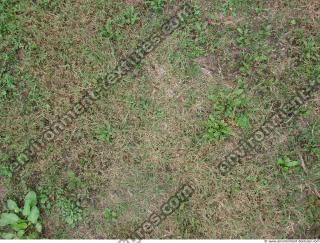 Photo Texture of Grass