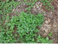 Photo Texture of Groundplants