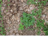 Photo Texture of Leaves Dead