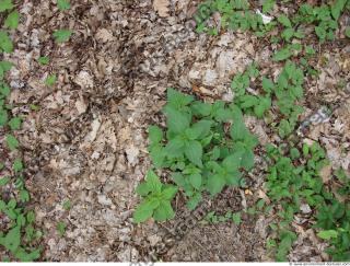 Photo Texture of Leaves Dead