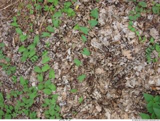 Photo Texture of Leaves Dead