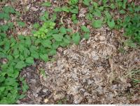 Photo Texture of Leaves Dead