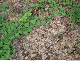 Photo Texture of Leaves Dead