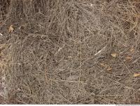 Photo Texture of Grass Dead