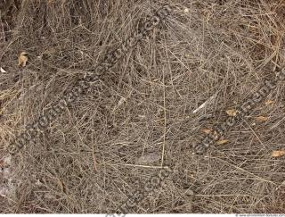 Photo Texture of Grass Dead