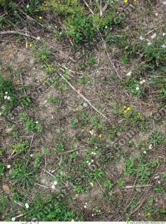 Photo Texture of Groundplants