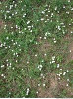 Photo Texture of Grass