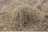 Photo Texture of Straw