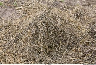 Photo Texture of Straw