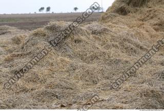 Photo Texture of Straw