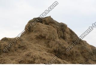 Photo Texture of Straw