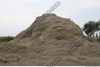 Photo Texture of Straw