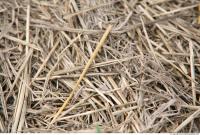 Photo Texture of Straw