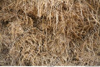 Photo Texture of Straw