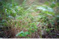 Photo Texture of Grass Tall