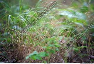 Photo Texture of Grass Tall