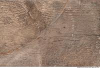 photo texture of wood bare