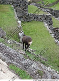 World Peru