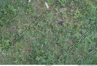 Photo Texture of Grass