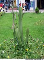 photo texture of cactus