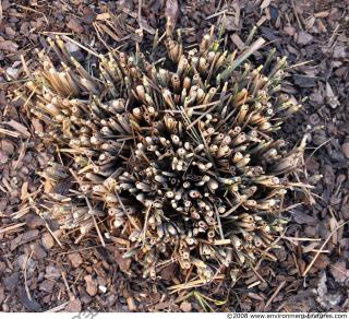 Photo Texture of Grass Tall