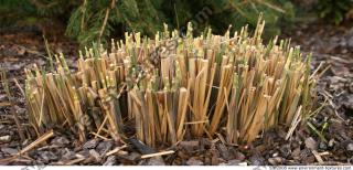 Photo Texture of Grass Tall