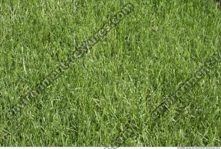 Grass