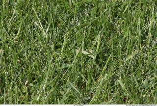 Photo Texture of Grass