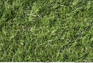 Photo Texture of Grass