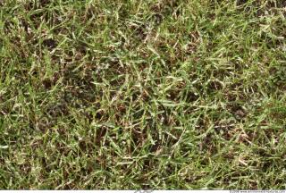 Photo Texture of Grass