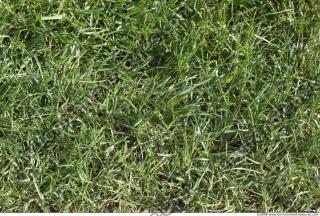 Photo Texture of Grass