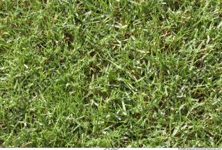 Photo Texture of Grass