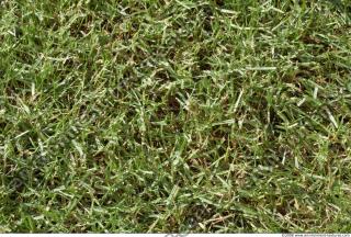 Photo Texture of Grass