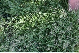 Photo Texture of Grass