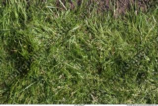 Photo Texture of Grass