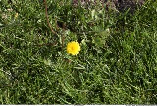 Photo Texture of Grass