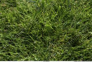 Photo Texture of Grass